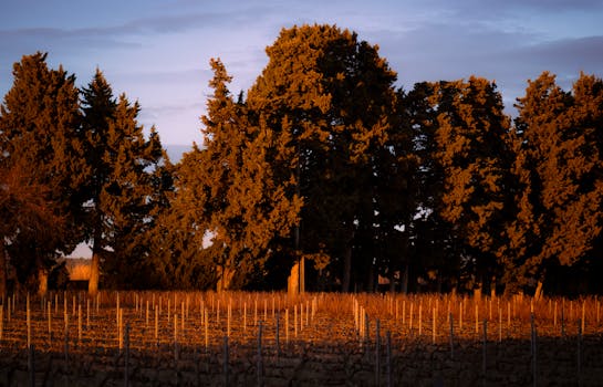 Golden Vineyard Retreats in France Champagne Countryside Grandeur