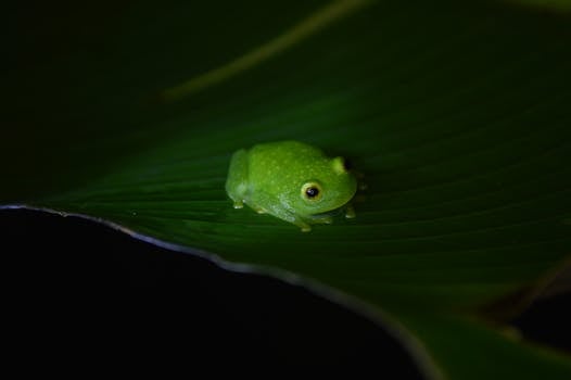 Mystic Rainforest Lodges in Costa Rica Monteverde Canopy Retreat