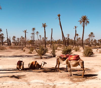 Regal Desert Palaces in Morocco Marrakech Oasis Retreat