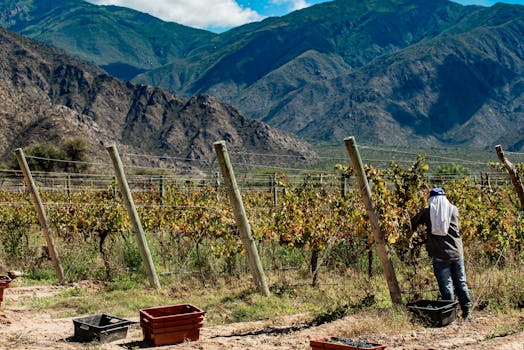 Regal Vineyard Resorts in Argentina San Juan Countryside Bliss